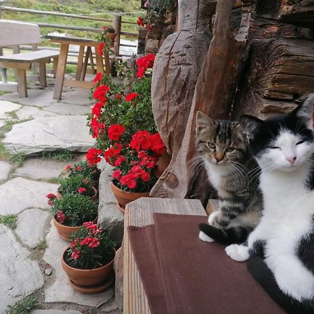 Birnbaum Chalets Гроссарль Экстерьер фото
